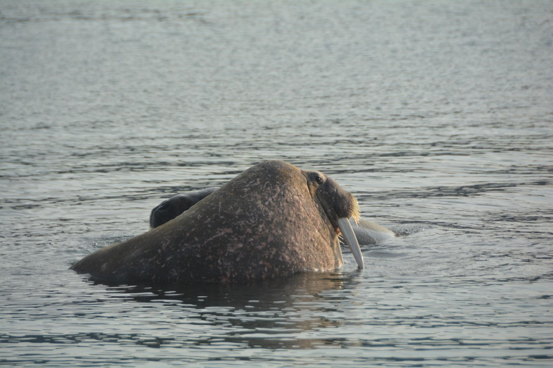 PLA11-24, Day 2, DSC_0225 © Paolo Bellezze - Oceanwide Expeditions.JPG