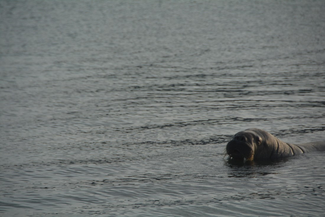 PLA11-24, Day 2, DSC_0234 © Paolo Bellezze - Oceanwide Expeditions.JPG