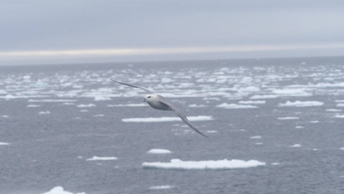 PLA11-24, Day 4, _1010433_© Ursula Tscherter © Ursula Tscherter - Oceanwide Expeditions.JPG
