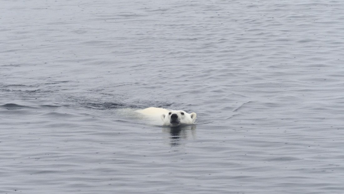 PLA11-24, Day 4, _1010538_© Ursula Tscherter © Ursula Tscherter - Oceanwide Expeditions.JPG