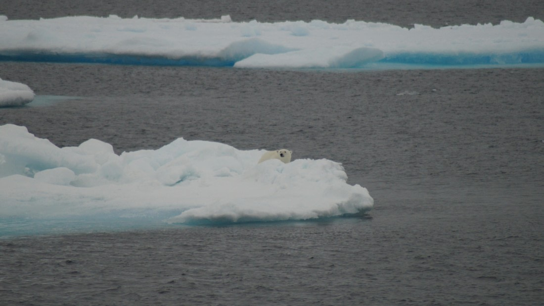 PLA11-24, Day 4, DSC07698 © Jess Owen - Oceanwide Expeditions.JPG