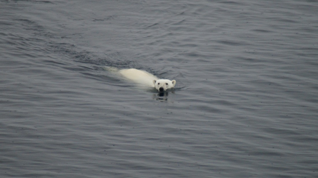 PLA11-24, Day 4, DSC07767 © Jess Owen - Oceanwide Expeditions.JPG