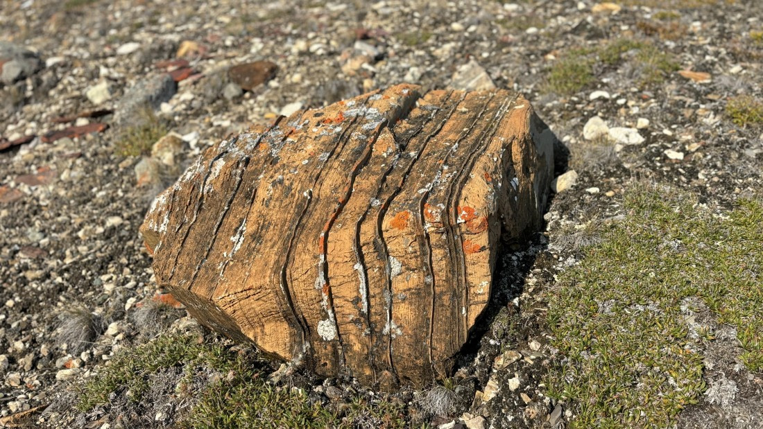 PLA11-24, Day 6,  IMG_E4928_© Ursula Tscherter (2) © Ursula Tscherter - Oceanwide Expeditions.jpg