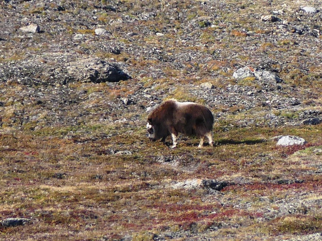 PLA11-24, Day 6,  Musk Ox 1 © Unknown photographer - Oceanwide Expeditions.JPG