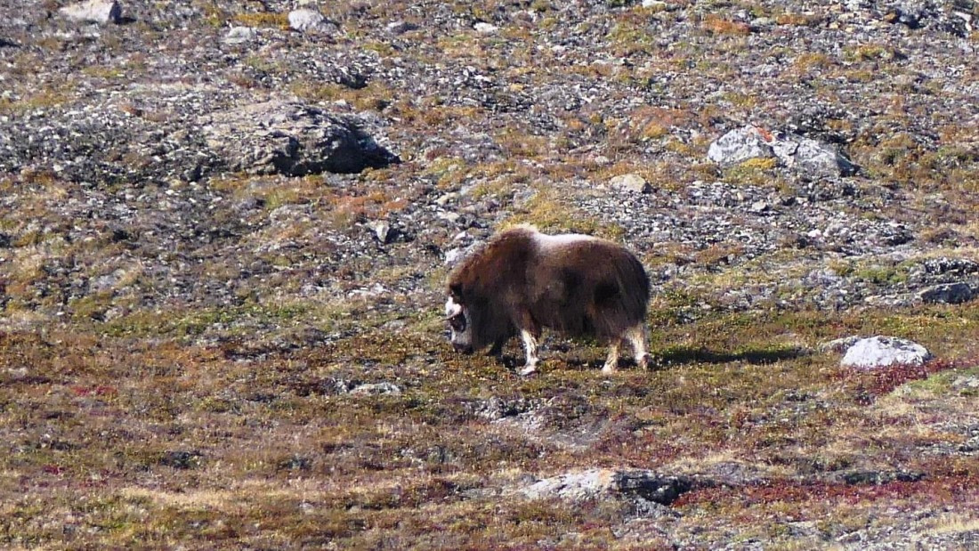 PLA11-24, Day 6,  Musk Ox 16 x 9 © Unknown photographer - Oceanwide Expeditions.JPG