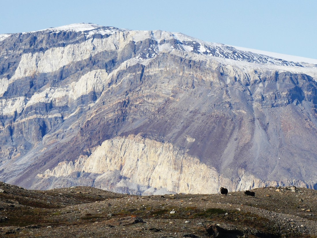 PLA11-24, Day 6,  Musk Ox and mountain © Unknown photographer - Oceanwide Expeditions.JPG