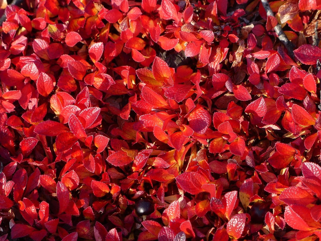 PLA11-24, Day 6,  red birch © Unknown photographer - Oceanwide Expeditions.JPG