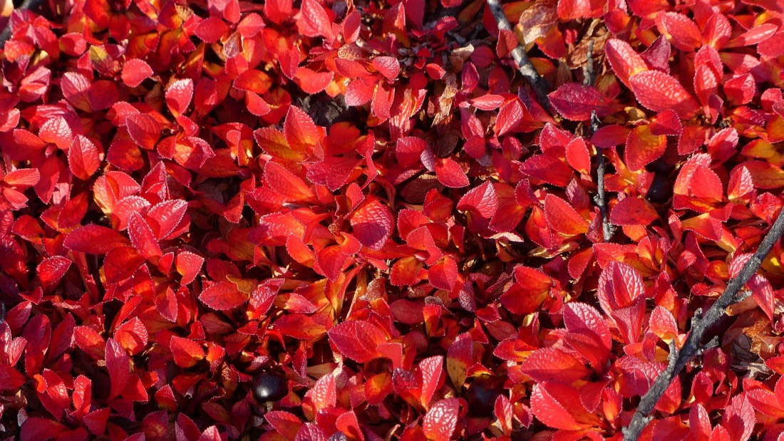 PLA11-24, Day 6,  red birch 16 x 9 © Unknown photographer - Oceanwide Expeditions.JPG