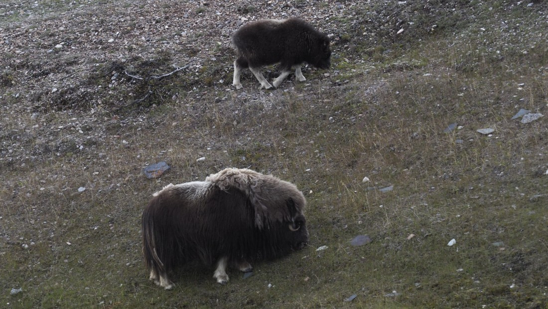PLA11-24, Day 7, _1010141_© Ursula Tscherter © Ursula Tscherter - Oceanwide Expeditions.JPG