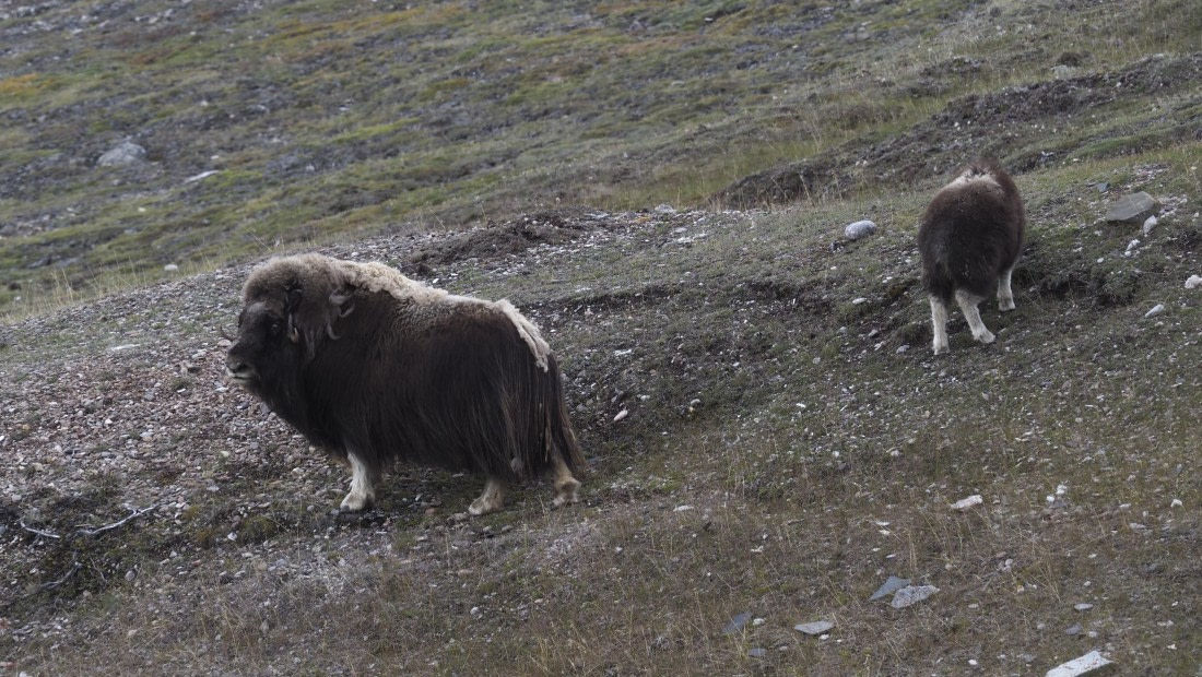 PLA11-24, Day 7, _1010166_© Ursula Tscherter (2) © Ursula Tscherter - Oceanwide Expeditions.JPG
