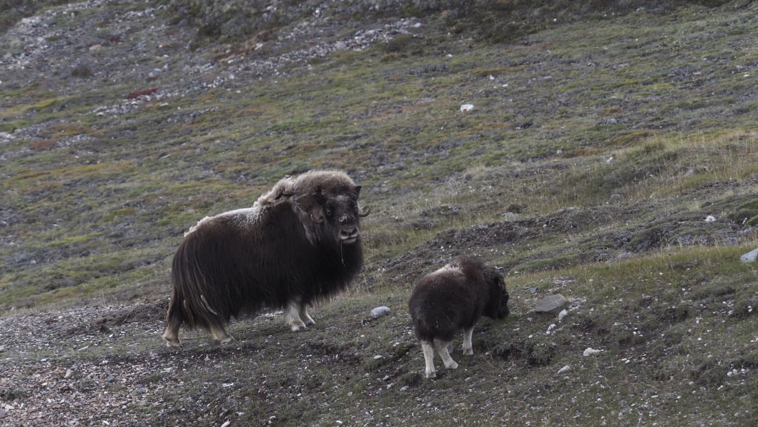 PLA11-24, Day 7, _1010176_© Ursula Tscherter © Ursula Tscherter - Oceanwide Expeditions.JPG