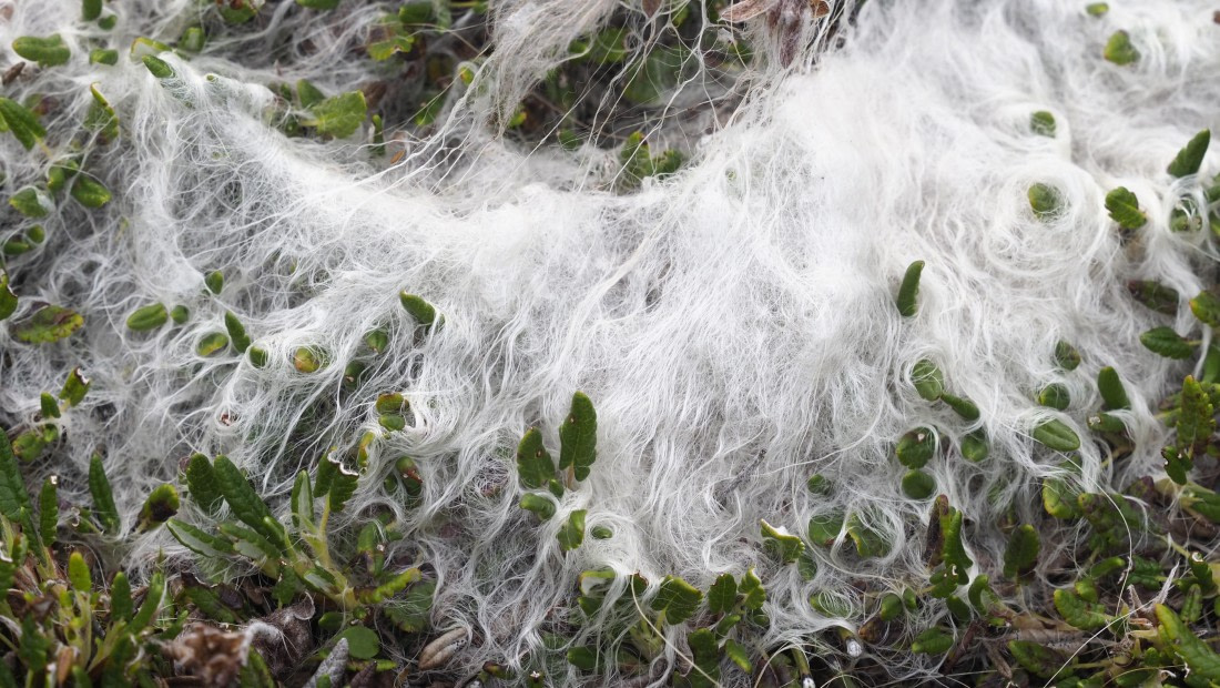 PLA11-24, Day 7, _1010243_© Ursula Tscherter (2) © Ursula Tscherter - Oceanwide Expeditions.JPG