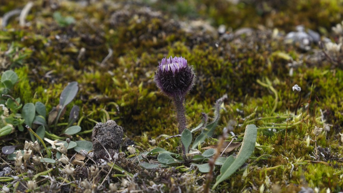 PLA11-24, Day 7, _1010258_© Ursula Tscherter © Ursula Tscherter - Oceanwide Expeditions.JPG