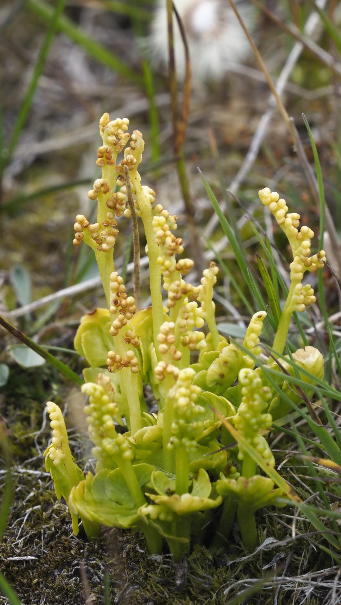 PLA11-24, Day 7, _1010308_© Ursula Tscherter © Ursula Tscherter - Oceanwide Expeditions.JPG