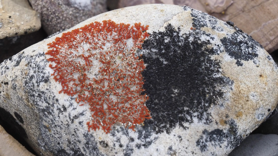 PLA11-24, Day 7, _1010422_© Ursula Tscherter © Ursula Tscherter - Oceanwide Expeditions.JPG