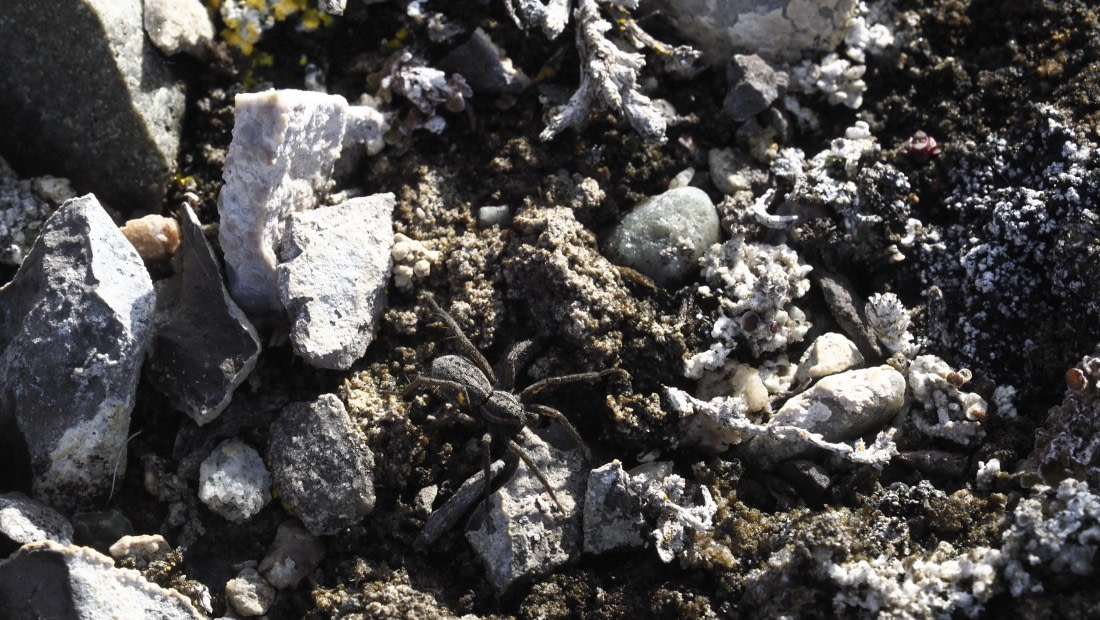 PLA11-24, Day 7, _1010577_© Ursula Tscherter © Ursula Tscherter - Oceanwide Expeditions.JPG