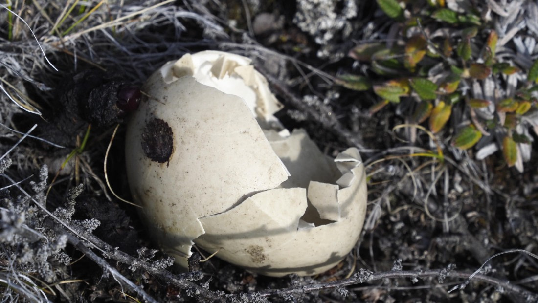 PLA11-24, Day 7, _1010696_© Ursula Tscherter © Ursula Tscherter - Oceanwide Expeditions.JPG