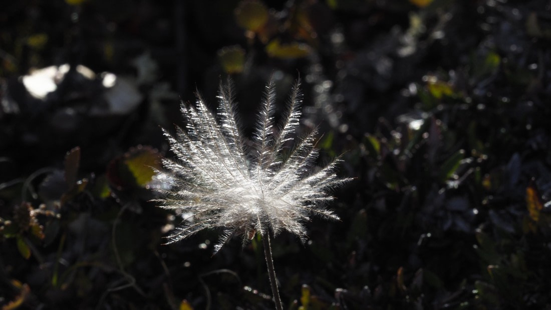 PLA11-24, Day 7, _1010716_© Ursula Tscherter © Ursula Tscherter - Oceanwide Expeditions.JPG