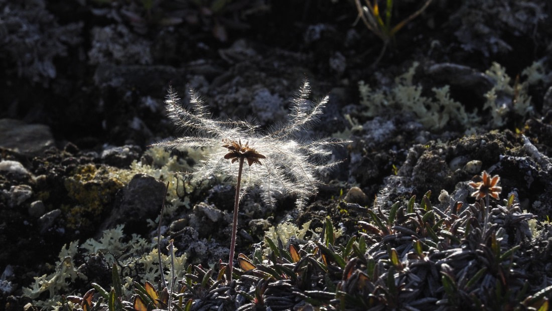 PLA11-24, Day 7, _1010723_© Ursula Tscherter © Ursula Tscherter - Oceanwide Expeditions.JPG