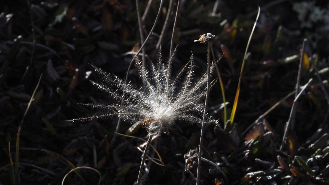 PLA11-24, Day 7, _1010734_© Ursula Tscherter © Ursula Tscherter - Oceanwide Expeditions.JPG