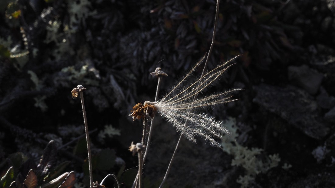 PLA11-24, Day 7, _1010737_© Ursula Tscherter © Ursula Tscherter - Oceanwide Expeditions.JPG