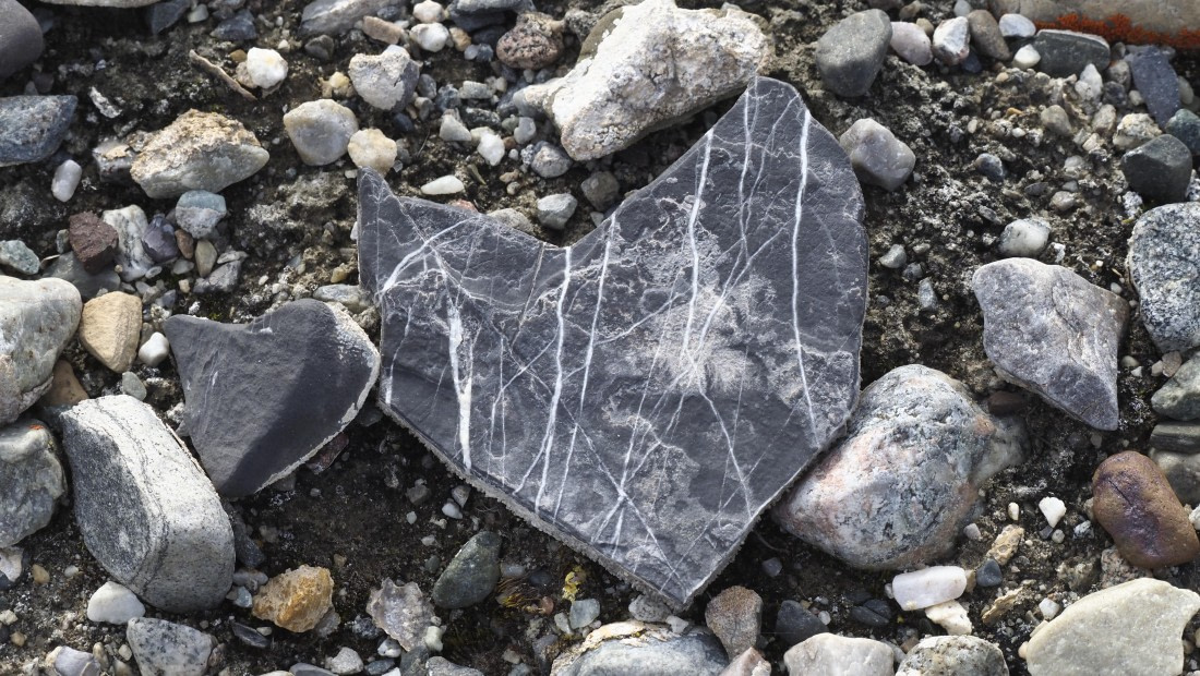 PLA11-24, Day 7, _1010898_© Ursula Tscherter © Ursula Tscherter - Oceanwide Expeditions.JPG