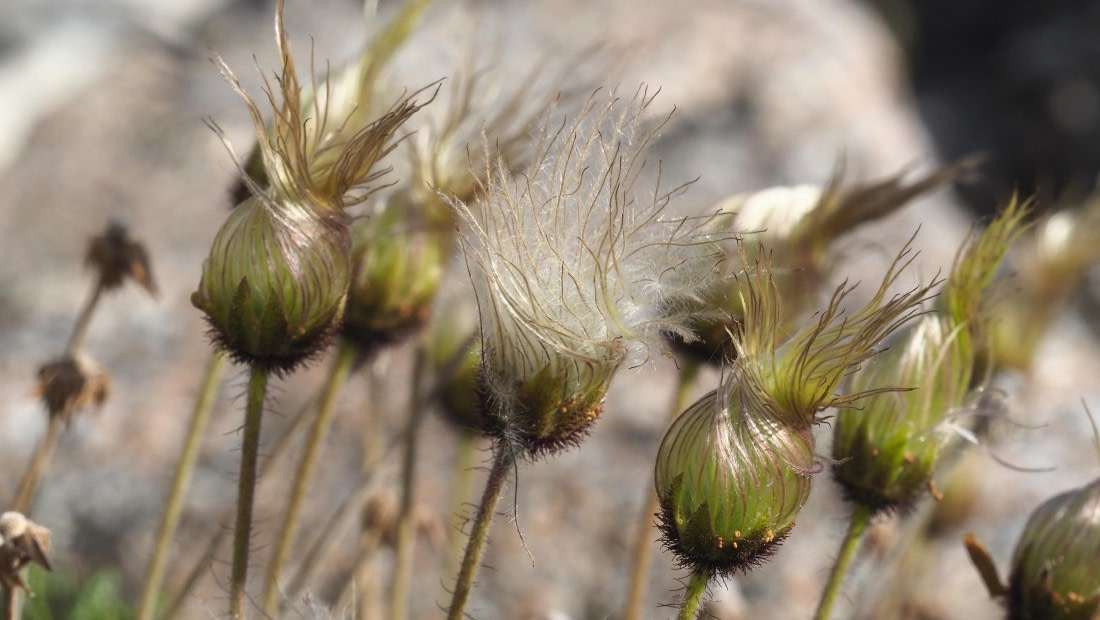 PLA11-24, Day 8, _1010147_© Ursula Tscherter © Ursula Tscherter - Oceanwide Expeditions.JPG