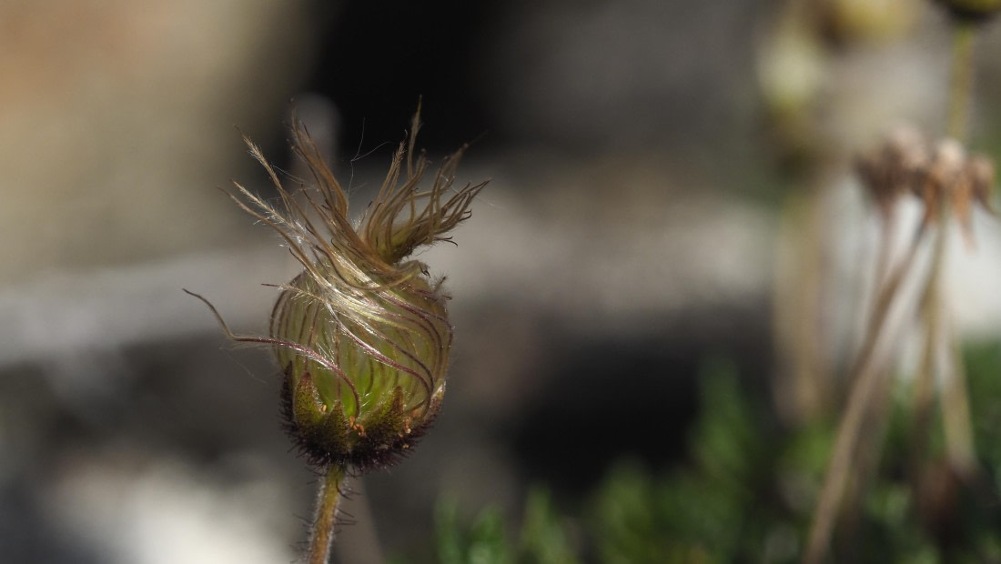 PLA11-24, Day 8, _1010224_© Ursula Tscherter © Ursula Tscherter - Oceanwide Expeditions.JPG