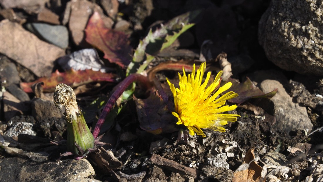 PLA11-24, Day 9, _1010082_© Ursula Tscherter © Ursula Tscherter - Oceanwide Expeditions.JPG