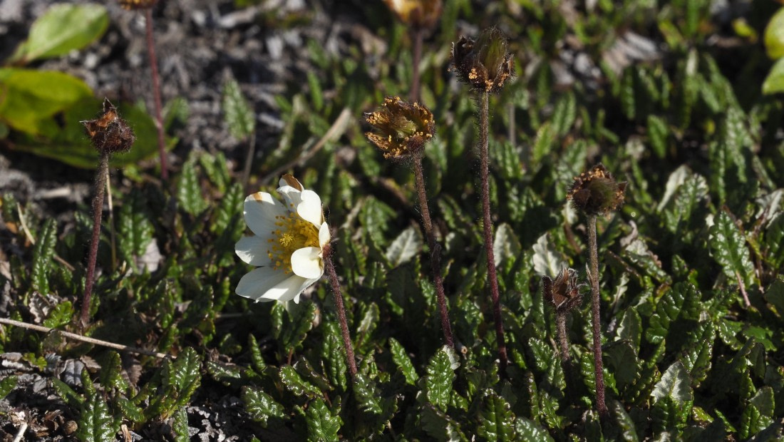PLA11-24, Day 9, _1010131_© Ursula Tscherter © Ursula Tscherter - Oceanwide Expeditions.JPG