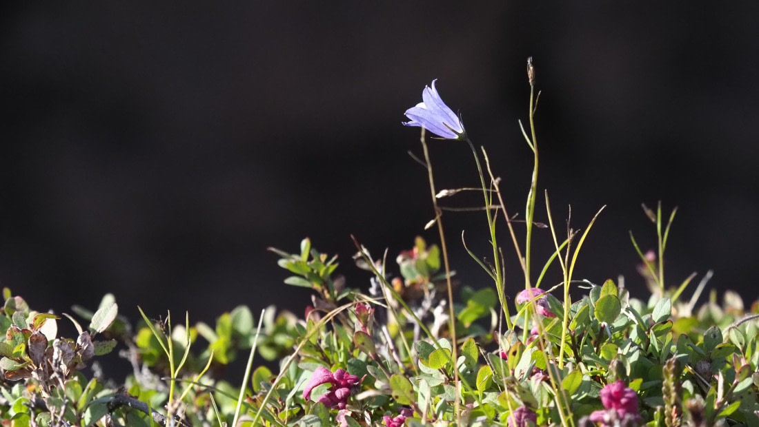 PLA11-24, Day 9, _1010256_© Ursula Tscherter © Ursula Tscherter - Oceanwide Expeditions.JPG