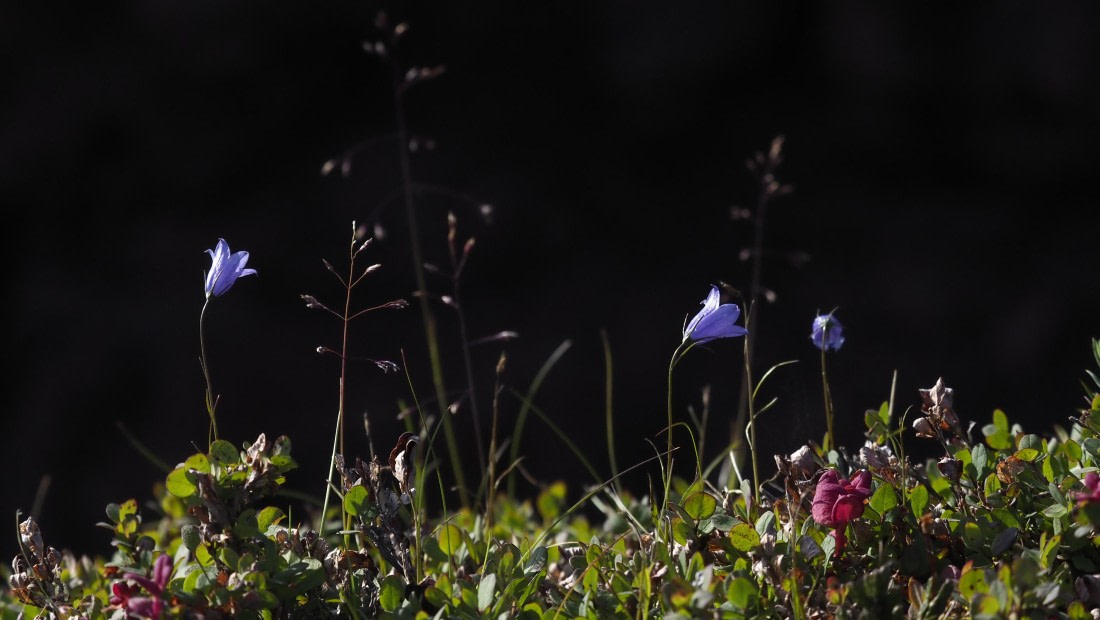 PLA11-24, Day 9, _1010261_© Ursula Tscherter © Ursula Tscherter - Oceanwide Expeditions.JPG