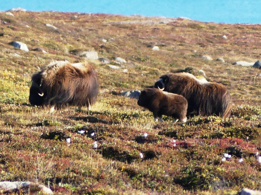 PLA11-24, Day 11,  Musk Ox group 1 © Unknown photographer - Oceanwide Expeditions.JPG