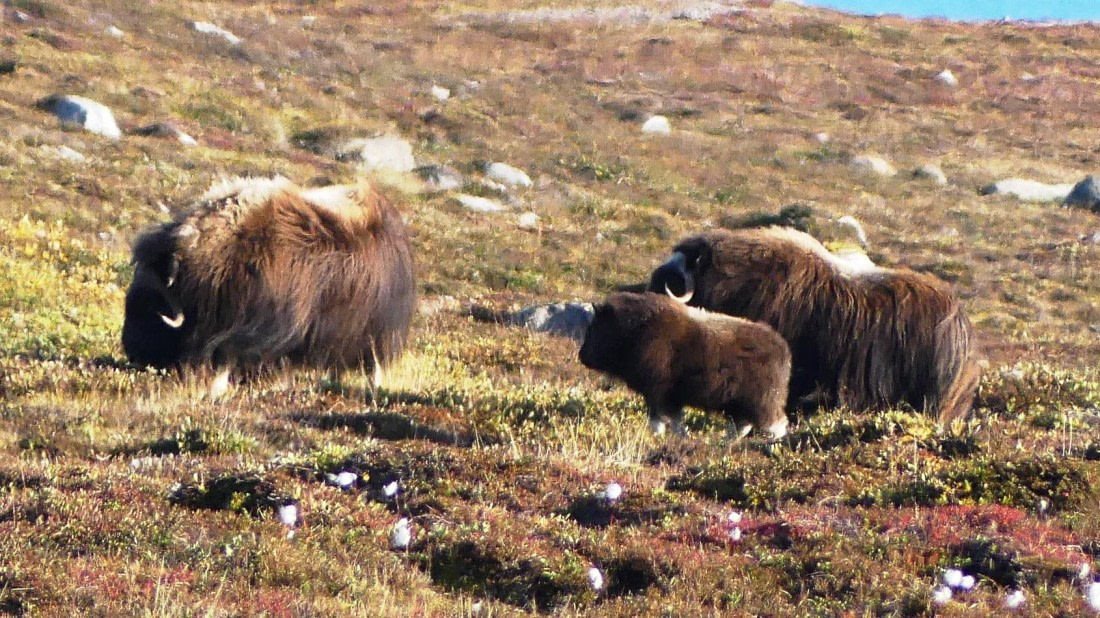 PLA11-24, Day 11,  Musk Ox group 1 16 x 9 © Unknown photographer - Oceanwide Expeditions.JPG