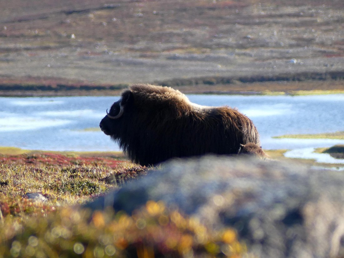 PLA11-24, Day 11,  Musk Ox profile 1 © Unknown photographer - Oceanwide Expeditions.JPG