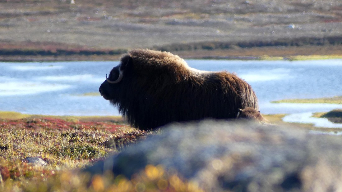 PLA11-24, Day 11,  Musk Ox profile 1 16 x 9 © Unknown photographer - Oceanwide Expeditions.JPG