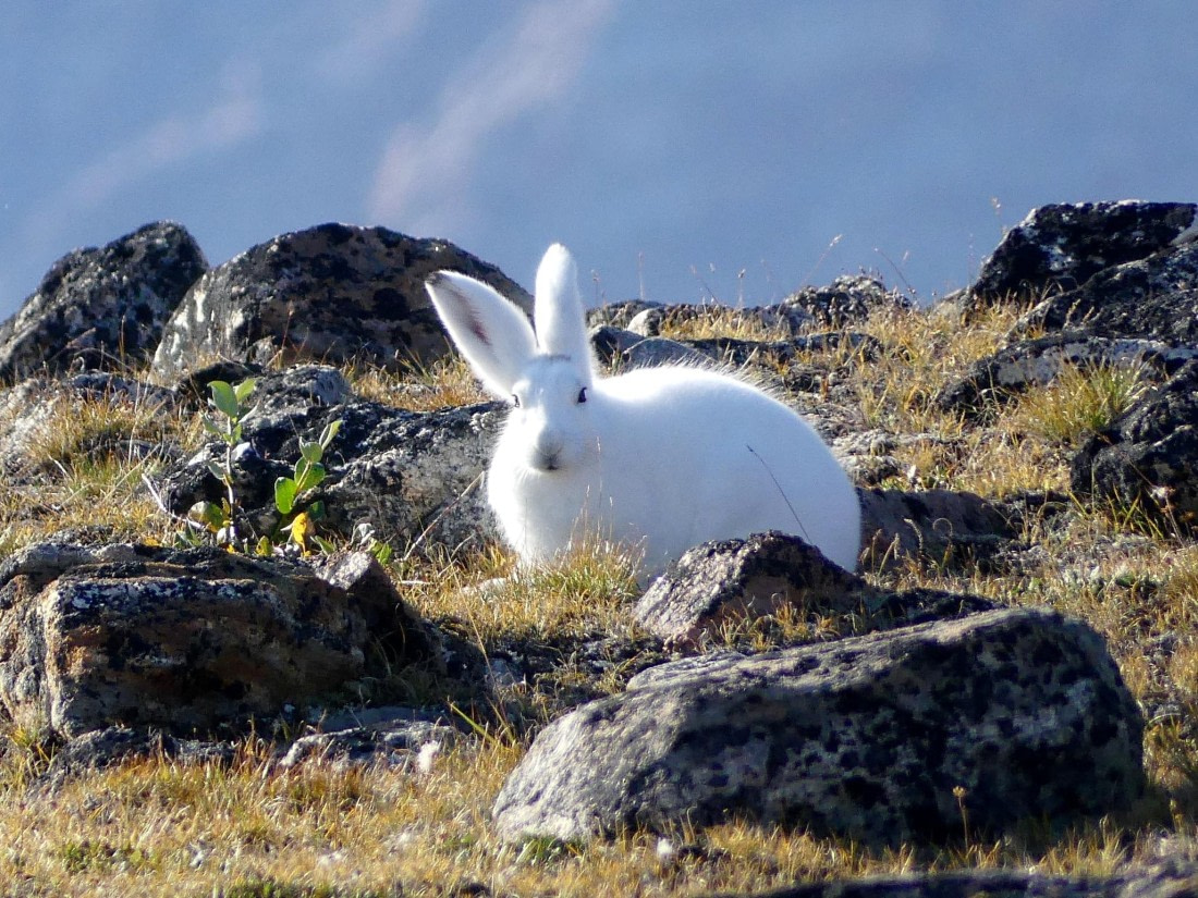 PLA11-24, Day 11, Arctic Hare 1 © Unknown photographer - Oceanwide Expeditions.JPG