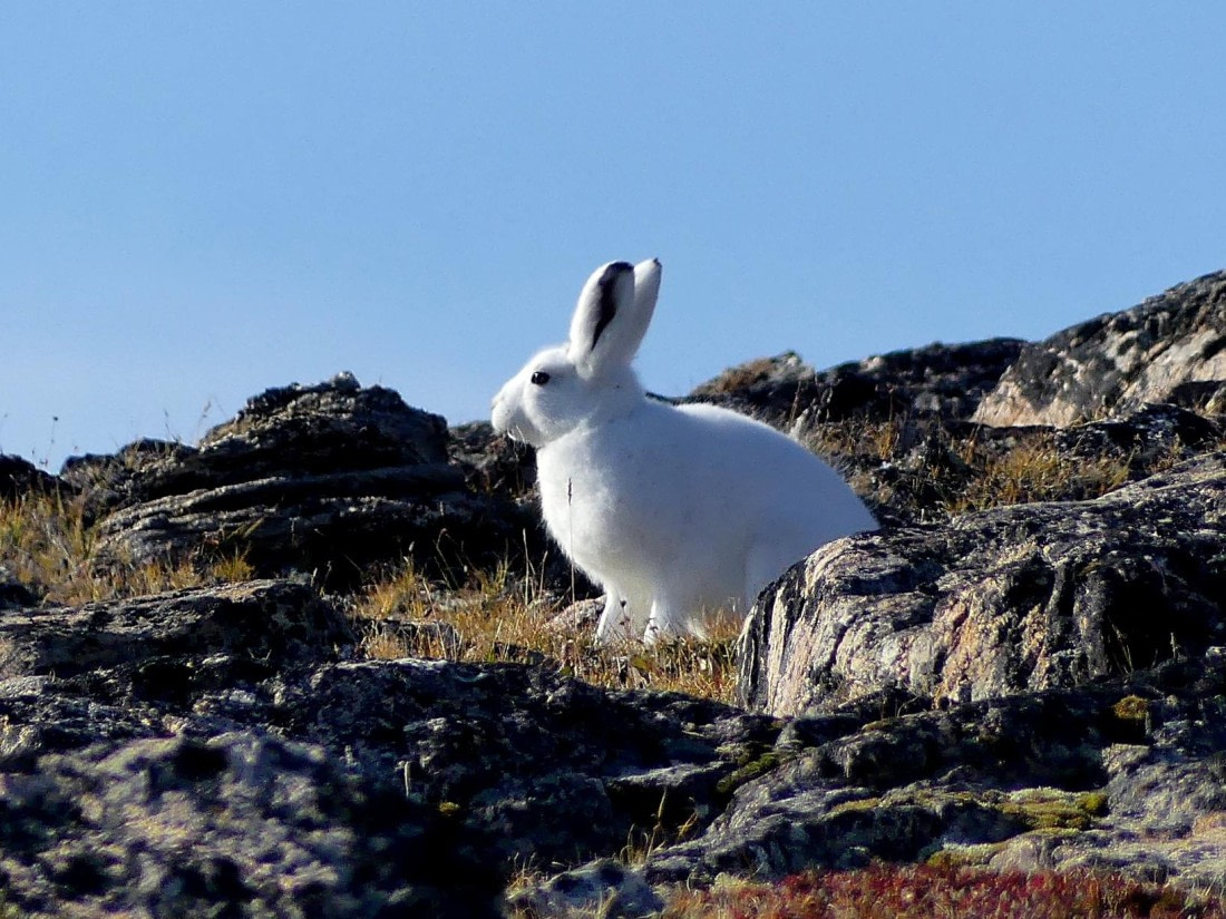 PLA11-24, Day 11, Arctic Hare 2 © Unknown photographer - Oceanwide Expeditions.JPG