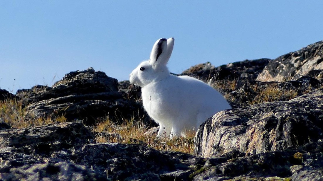 PLA11-24, Day 11, Arctic Hare 2 16 x 9 © Unknown photographer - Oceanwide Expeditions.JPG