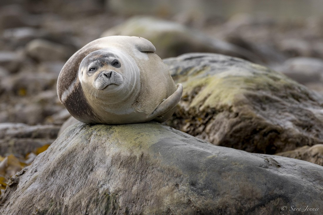 HDS12-24, Day 2,  Harbour Seal 1 © Sara Jenner - Oceanwide Expeditions.jpg