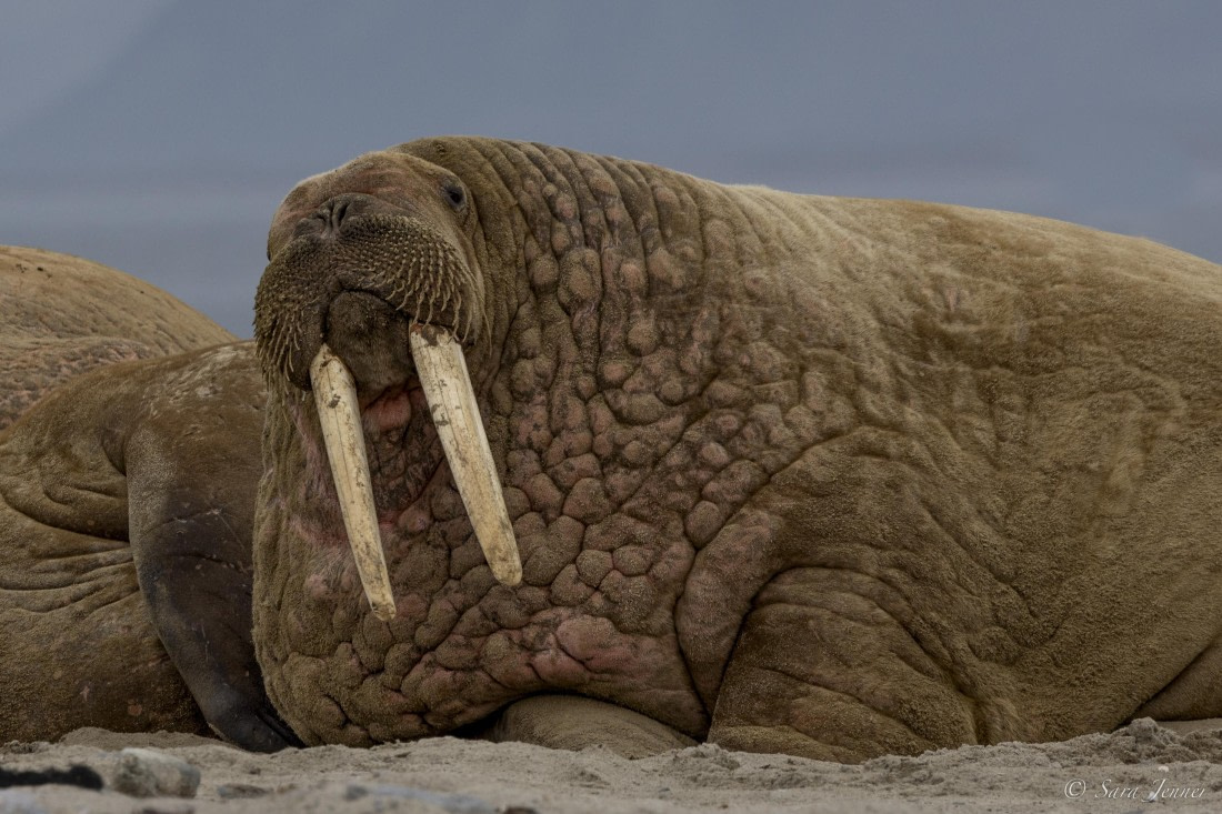 HDS12-24, Day 2,  Walrus 1 © Sara Jenner - Oceanwide Expeditions.jpg