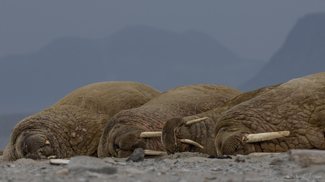 HDS12-24, Day 2,  Walrus 2 © Sara Jenner - Oceanwide Expeditions.jpg