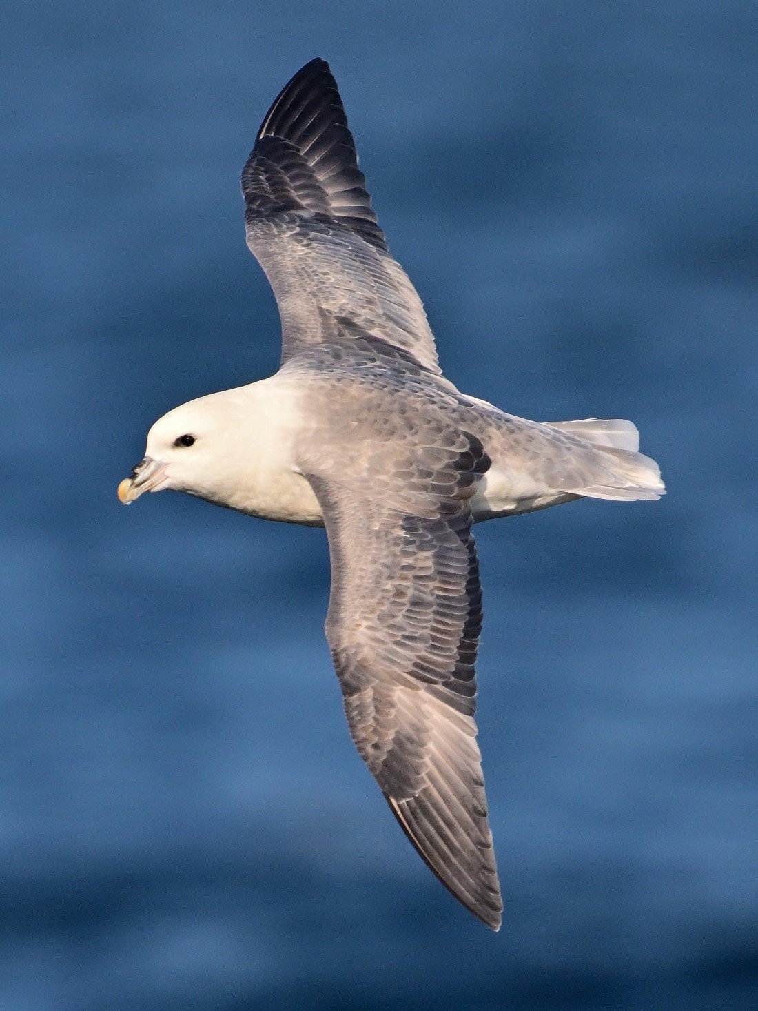 HDS12-24, Day 3,  Fulmar - Andrew Crowder_002 © Andrew Crowder - Oceanwide Expeditions.JPG