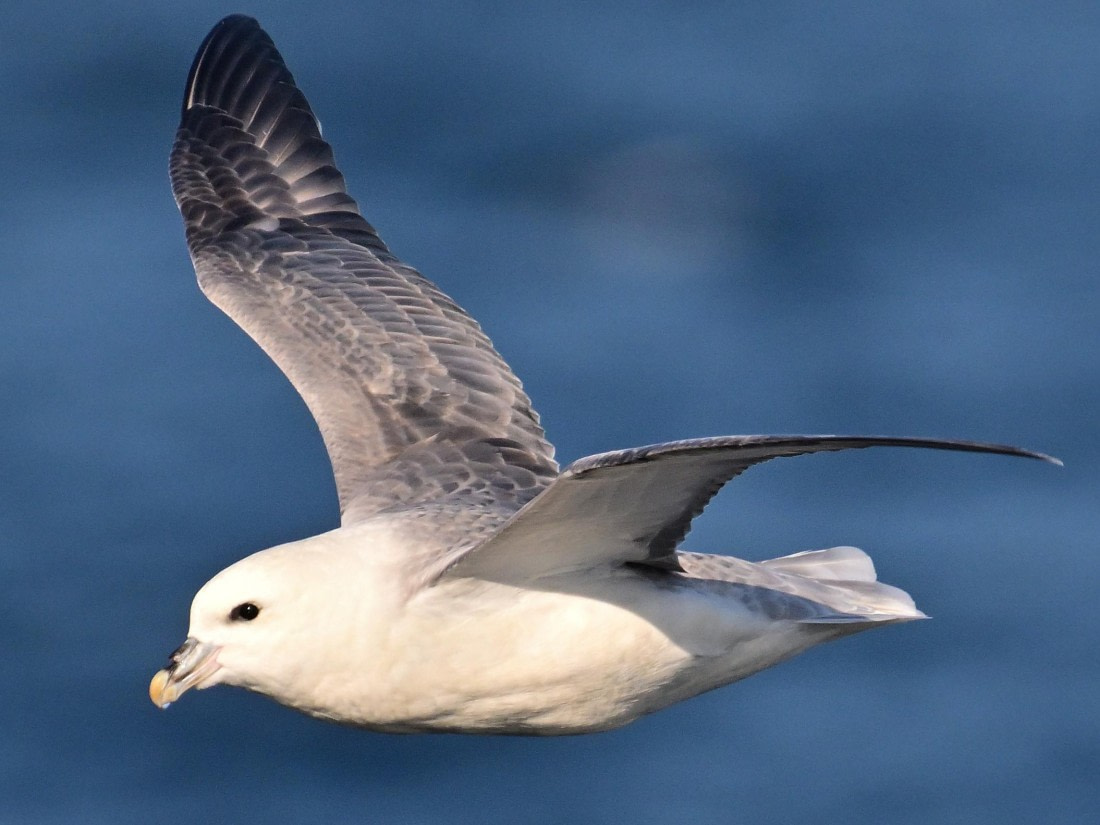 HDS12-24, Day 3,  Fulmar 2 - Andrew Crowder_003 © Andrew Crowder - Oceanwide Expeditions.JPG