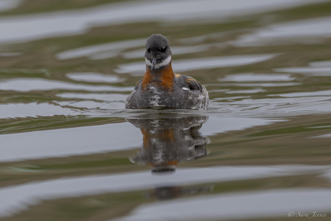 HDS12-24, Day 3,  Red necked phalarope © Sara Jenner - Oceanwide Expeditions.jpg