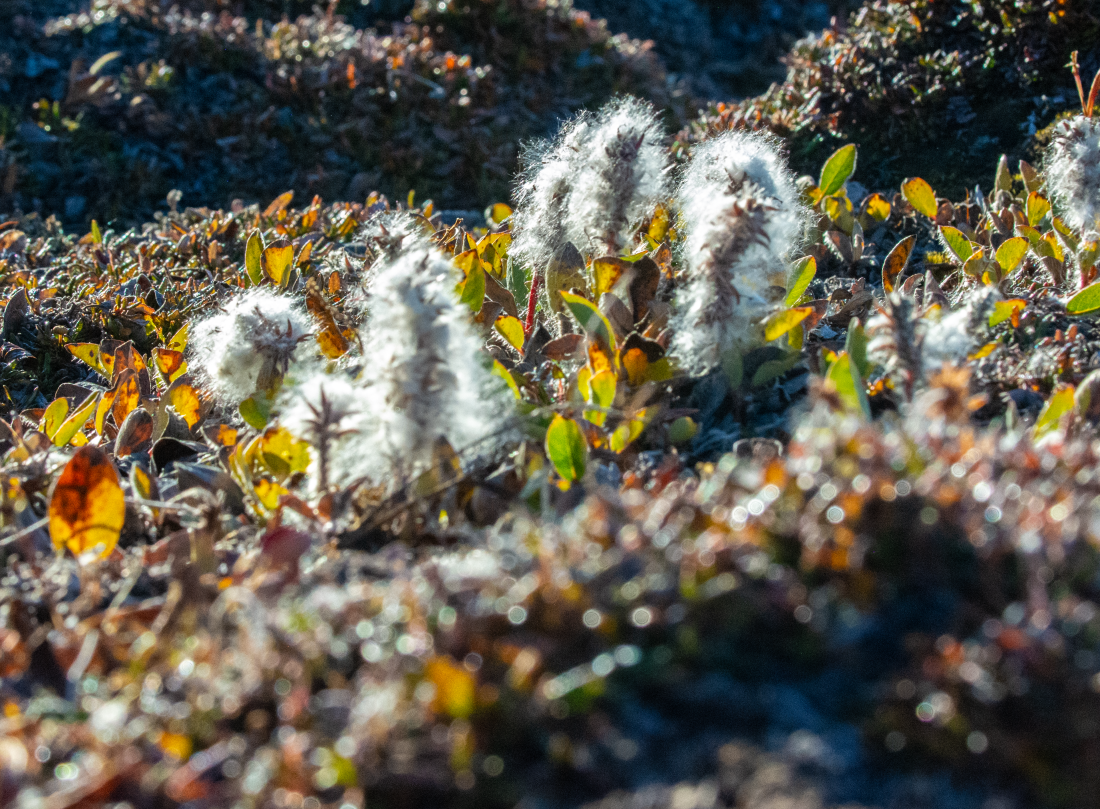 HDS12-24, Day 5,  _DSC2936 © Unknown photographer - Oceanwide Expeditions.png