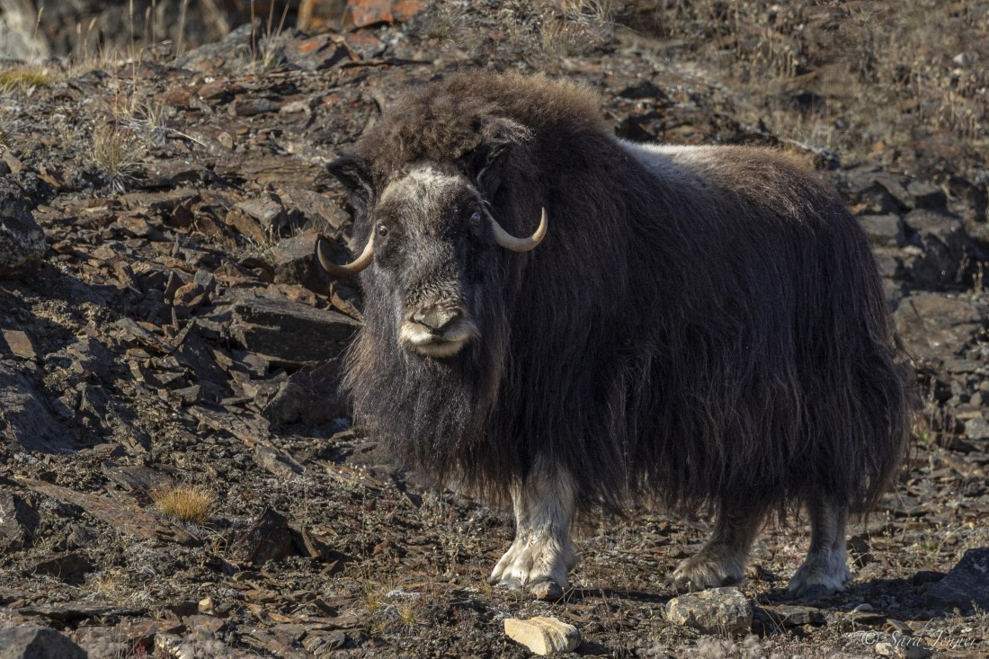HDS12-24, Day 5,  Musk Ox 1 © Sara Jenner - Oceanwide Expeditions.jpg