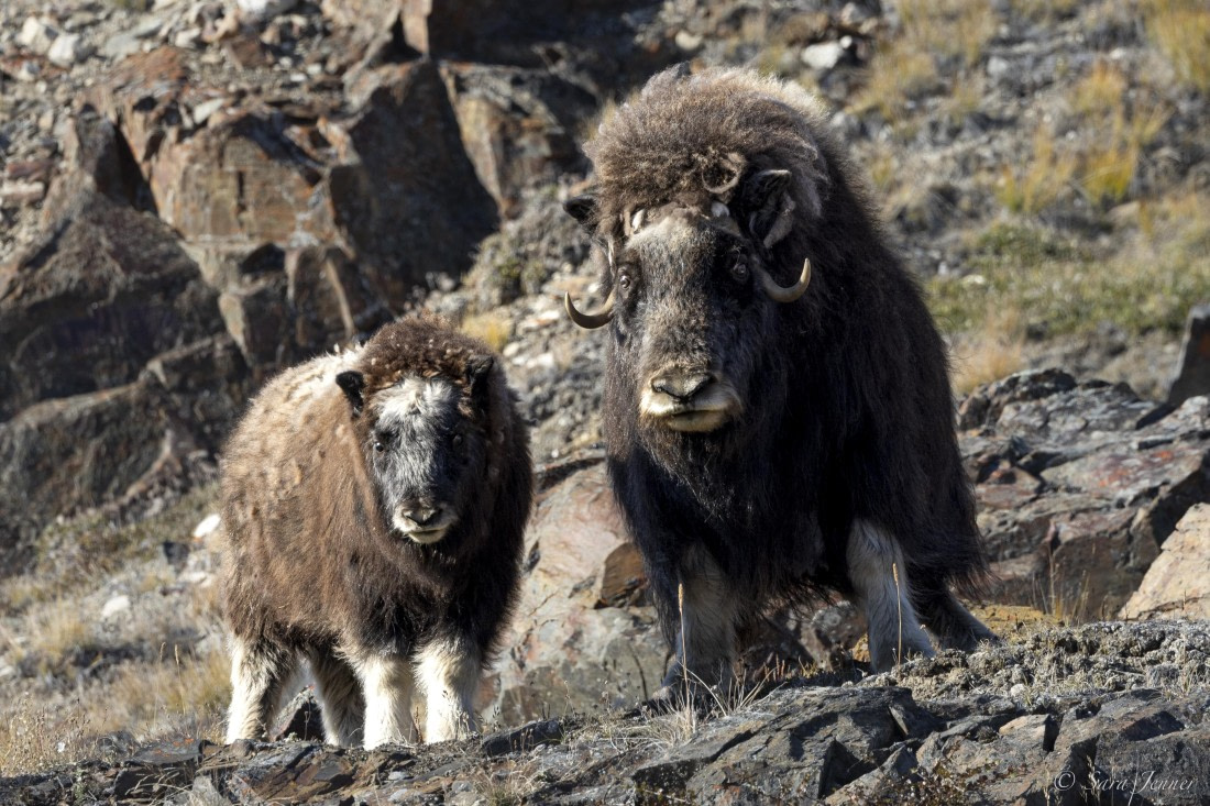 HDS12-24, Day 5,  Musk Ox 2 © Sara Jenner - Oceanwide Expeditions.jpg