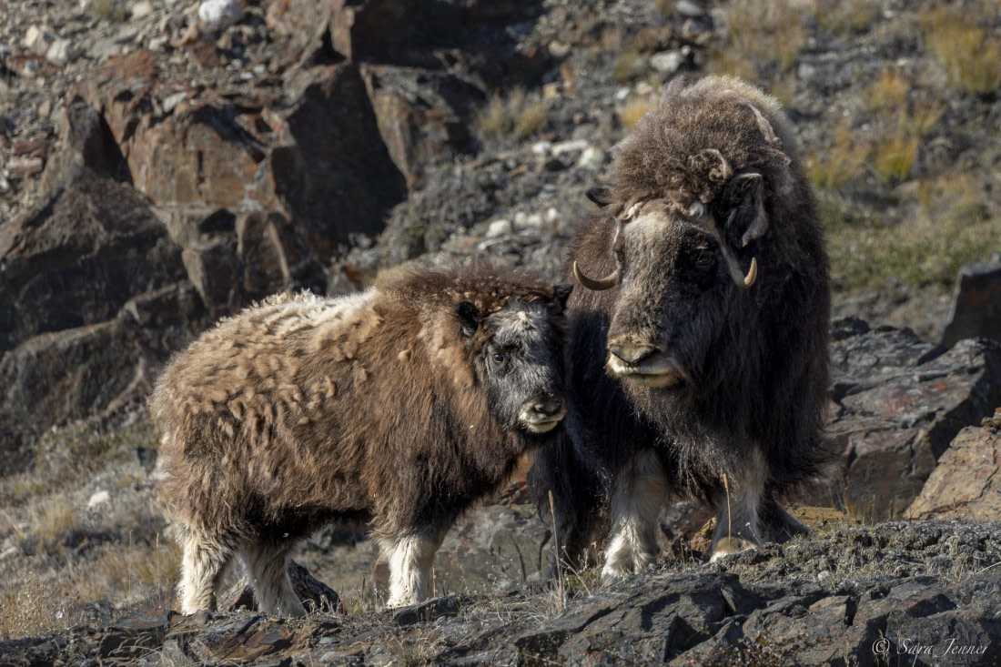 HDS12-24, Day 5,  Musk Ox 3 © Sara Jenner - Oceanwide Expeditions.jpg