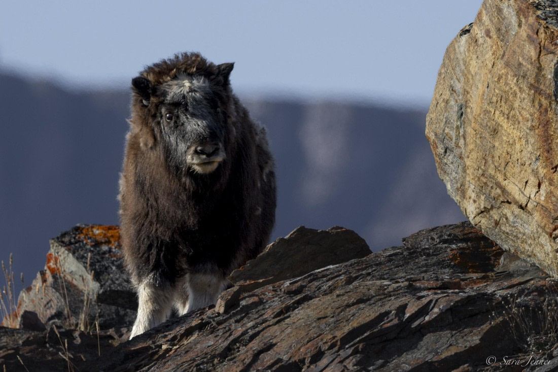 HDS12-24, Day 6,  Musk ox 4 © Sara Jenner - Oceanwide Expeditions.jpg